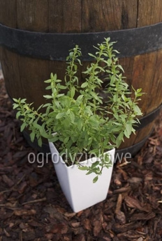 Oregano meksykańskie różowe