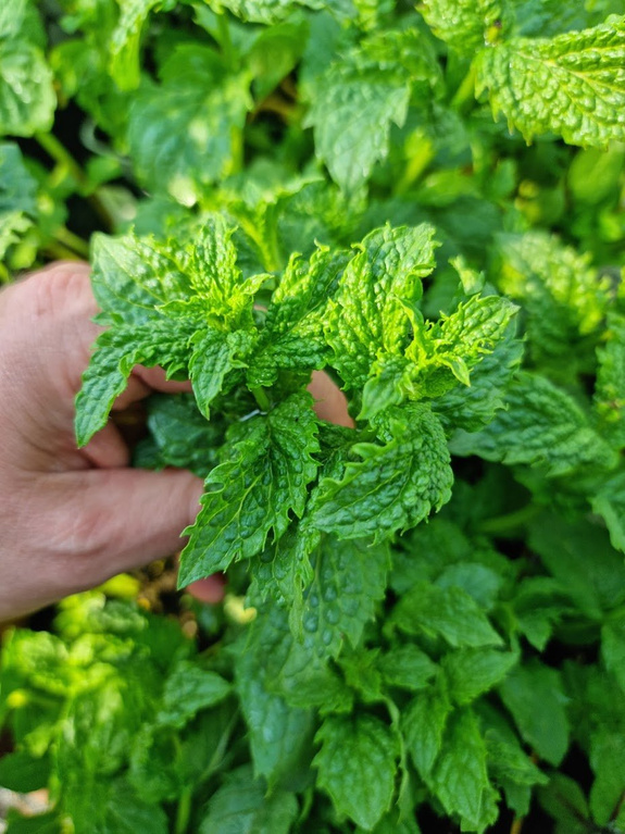 Mięta zielona karbowana Dewódzki