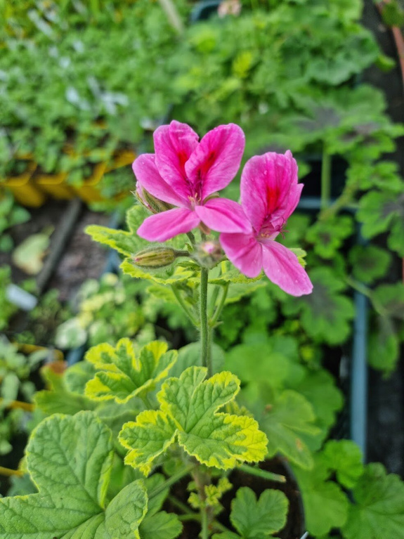 Pelargonia zapachowa „Golden Clorinda"