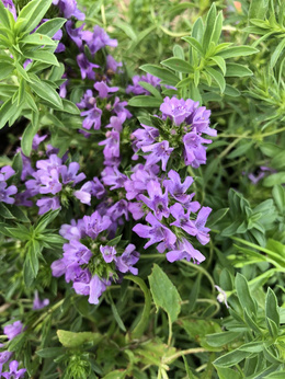 Cząber górski różowy