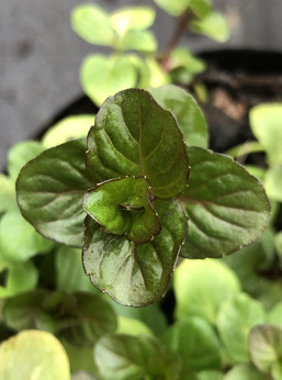 Mięta szwajcarska „Oeschberg”