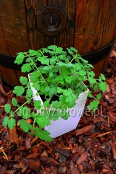 Glistnik jaskółcze ziele