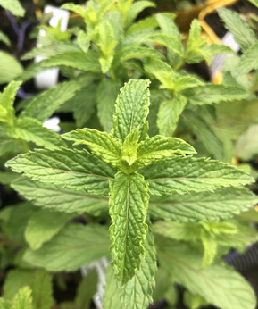 Mięta dalmacka
