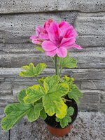 Pelargonia zapachowa „Golden Clorinda"