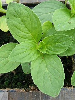 Mięta polna leśna limonkowa