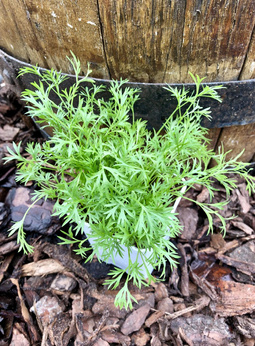 Kolendra „Confetti"