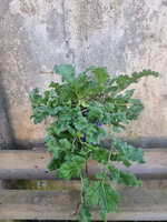 Pelargonia sukulentowa bulwiasta „Schizopetalum"