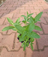 Mięta długolistna cytrynowa Dewódzki