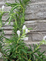 Rozmaryn biały „Upright White"