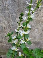 Scewola „Whirlwind Dark Early Compact White"