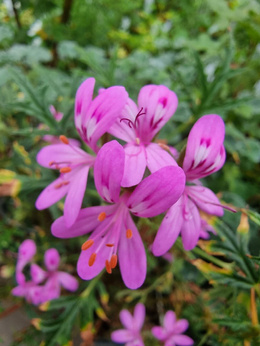 Pelargonia zapachowa cytrynowa „Scabrum”