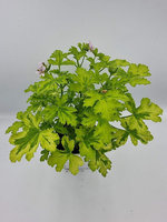 Pelargonia zapachowa „Charity"