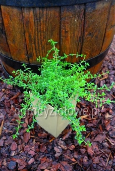 Tymianek kaskadowy pachnący