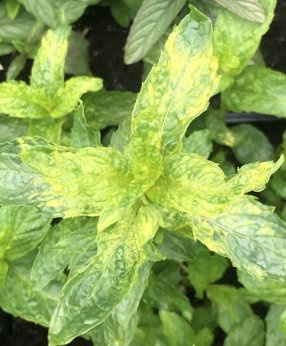 Mięta pstra Dewódzki