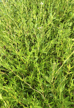 Tymianek 'Mooshutte'