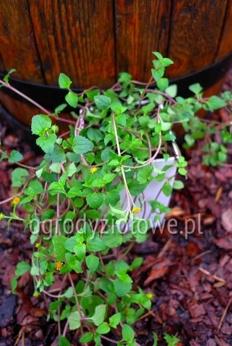 Rzeżucha afrykańska