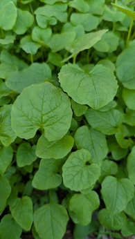 Czosnaczek pospolity