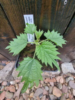 Pokrzywa bulwiasta japońska „Miyamairakusa"