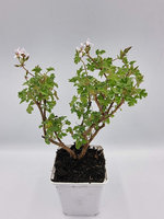 Pelargonia zapachowa cynamonowa „Ardwick Cinammon"