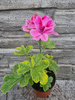 Pelargonia zapachowa „Golden Clorinda"