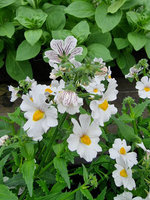 Nemezja „Sunsatia Plus Anona"