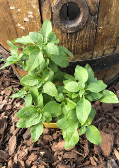 Bazylia kubańska wieloletnia