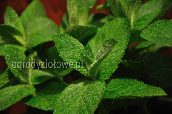 Mięta długolistna