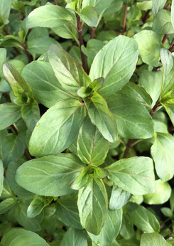 Mieta wodna długolistna „Zegrze''