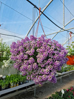 Smagliczka zwisająca różowa