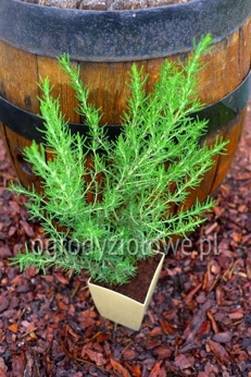 Rozmaryn „Majorca Pink”