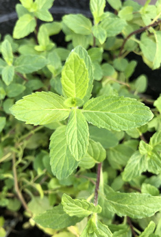 Mięta zielona karłowa