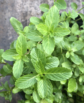Mięta pieprzowa „Milly Mitcham”