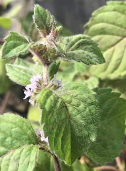 Mięta zegrzyńska bergamotkowa