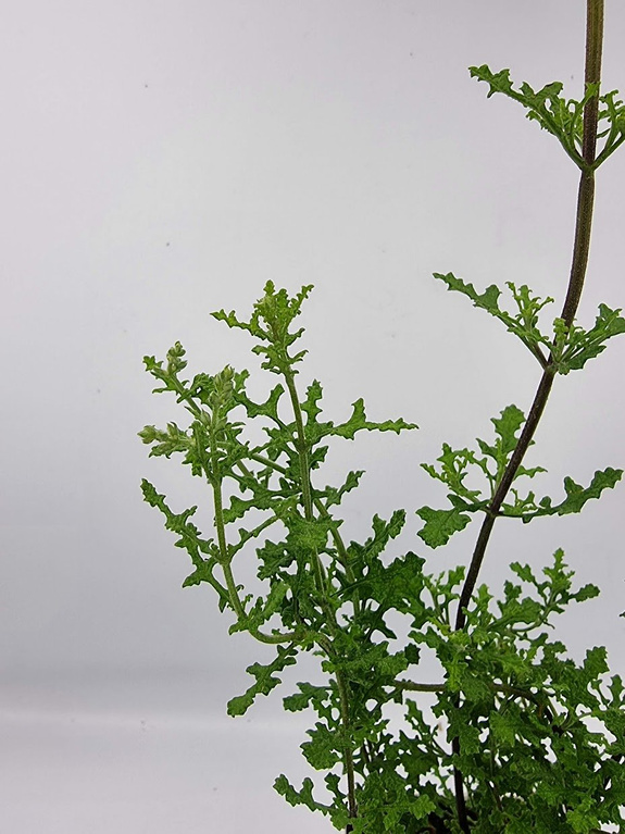 Szałwia nambijska „Namaensis"