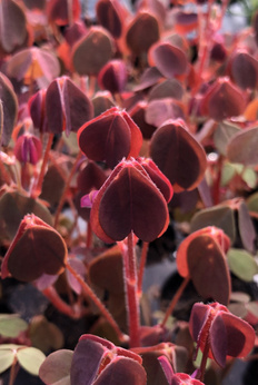 Szczawik zajęczy czerwony