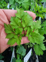 Arcydzięgiel chiński „Dong Quai"