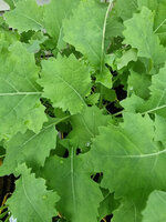 Jarmuż syberyjski „Bremer Scheerkohl"