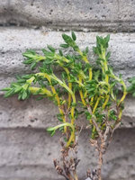 Tymianek karłowy portugalski