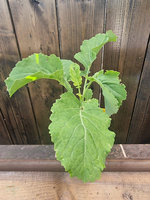 Jarmuż wieloletni zimozielony „Daubenton”