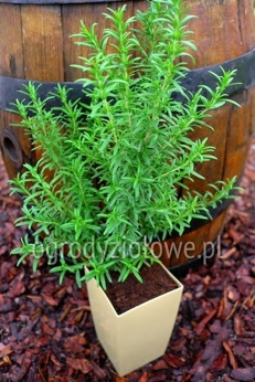 Rozmaryn toskański niebieski