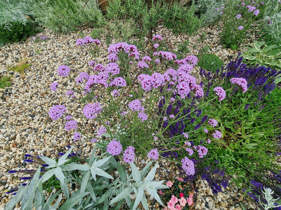 Werbena patagońska karłowa