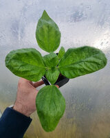 Pokrzywa rzymska blaszkowata