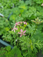Pelargonia sukulentowa „gibbosum x laxum”