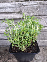 Cząber górski „Aromakugel"