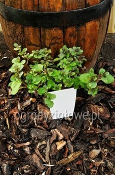 Mięta pomarańczowa