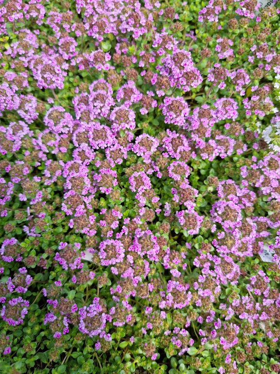 Macierzanka 'Wein&Roses'