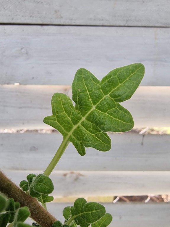 Plektrantus paczulowy „Venturi”