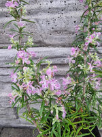 Rozmaryn różowy  „Madera"