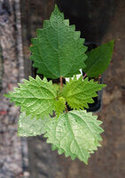 Pokrzywa północnochińska „Xie zi cao”