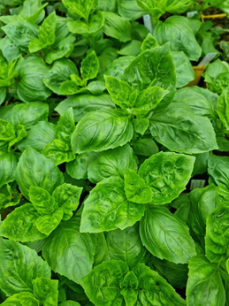 Bazylia zielona „Amazel”